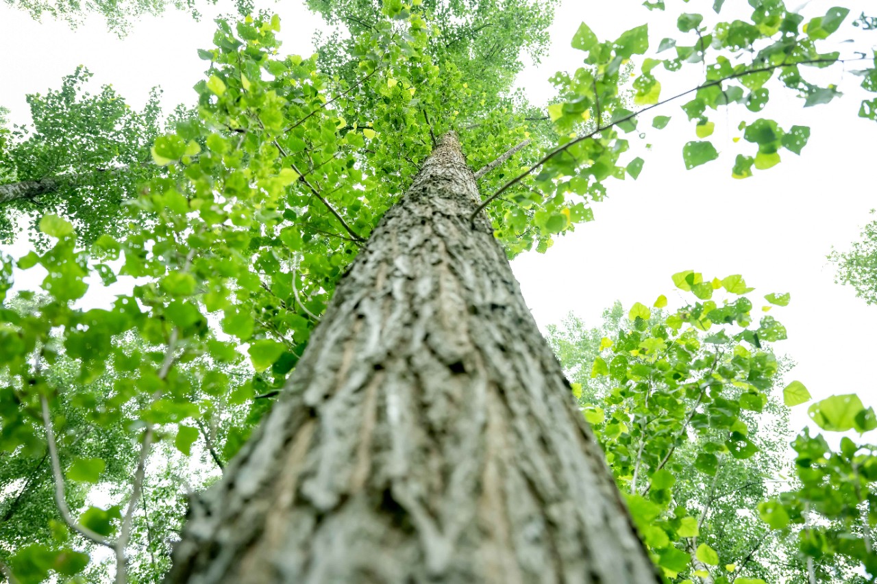 At TIMBERSPORTS® we consciously conserve resources. The sustainable and respectful use of wood is one of our measures.
